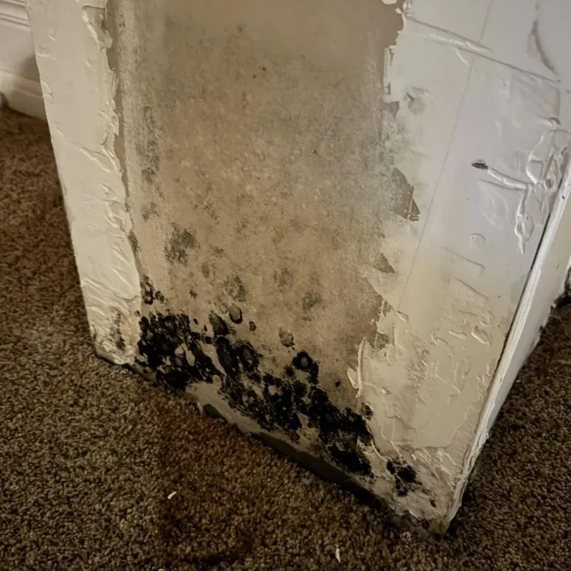 Professional Mold Removal in Granger, TX